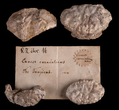 Slika 6.1_Tasadiacarniolica268